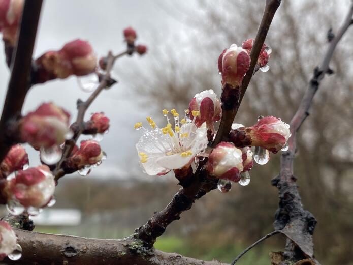 Цвітіння вишні