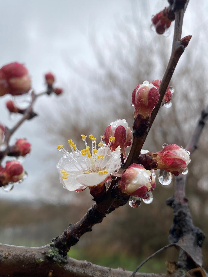 Цвітіння вишні