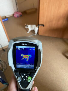 A cat under FLIR